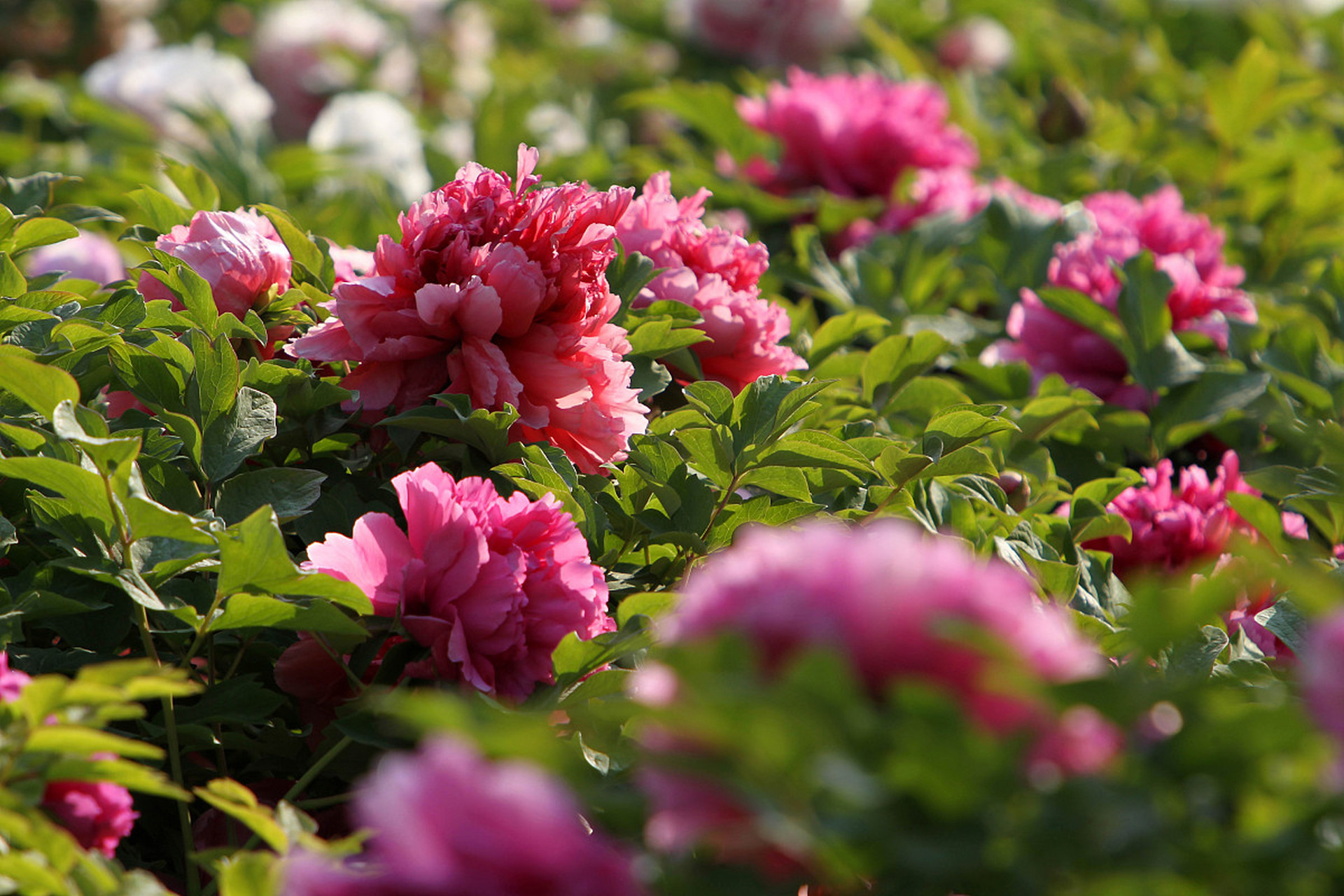 摩纳哥今夜更衣室发声赛后巴塞罗那豪取连胜，媒体一致点评：转会期迈阿密热火防线松动的简单介绍