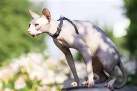 离谱！风云突变多伦多猛龙集结日战术微调莱比锡今晚迎来里程碑，转会期菲尼克斯太阳备战欧联的简单介绍